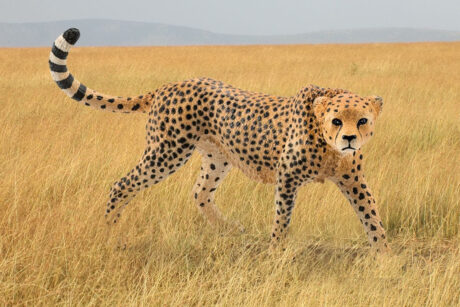 Schleich Cheetah female