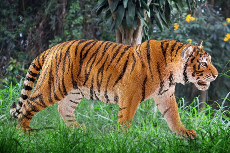 Schleich Tiger