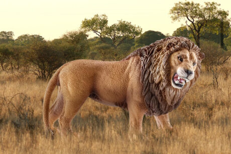 Schleich Løve, brølende