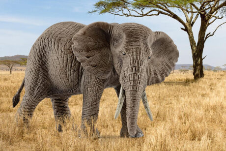 Schleich African elephant female