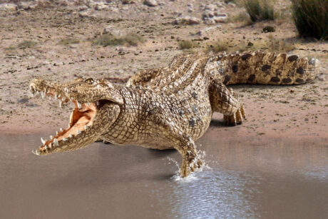 Schleich Krokodille