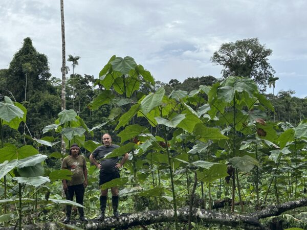 Billede af Balsatræer i Amazonas