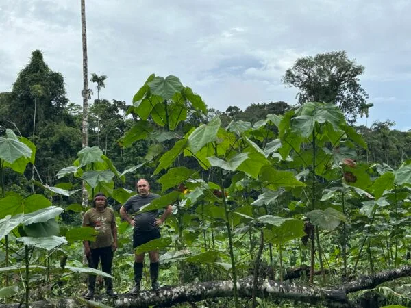 Billede af Balsatræer i Amazonas